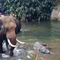 Police says cracker stuffed coconut used to kill elephant
