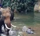 Police says cracker stuffed coconut used to kill elephant