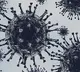 who to conduct research on corona in animals