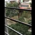 GHMC fined a man who cut a tree without permission