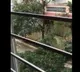 GHMC fined a man who cut a tree without permission