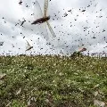 Locust swarm travelling towards Madhya Pradesh
