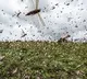 Locust swarm travelling towards Madhya Pradesh