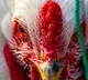 983 birds die in maharastra