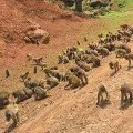Monkeys street fight in Rampachodavaram