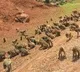 Monkeys street fight in Rampachodavaram