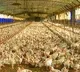 Worlds First Bird Flu Case of Human in Russia
