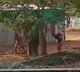 Video contains violence on Elephant got huge attention