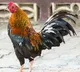 Cock arrested in man death case