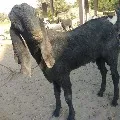 Police officer sacrificed a goat in Rajasthan