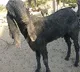 Police officer sacrificed a goat in Rajasthan