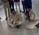 tdp slams ysrcp police