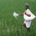 Govt ready to hike urea price after assembly elections