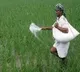 Govt ready to hike urea price after assembly elections