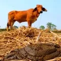 Increasing Cow Dung theft in Chchattishgarh