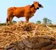 Increasing Cow Dung theft in Chchattishgarh