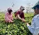 Priyanka Gandhi Plucks Tea Leaves Along with workers in Assom