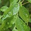 curry leaf rate hiked