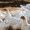 Thousands of birds died in a poultry farm at Peddampet
