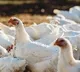 Thousands of birds died in a poultry farm at Peddampet