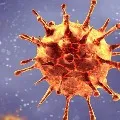 People with higher BMI causes corona virus heavy spreading