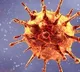People with higher BMI causes corona virus heavy spreading