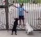 Kid bhangra dance with puppies video went viral