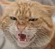 feline attacks pilot forcing plane to divert back