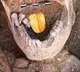 Egyptian mummies with golden tongues found in Alexandria