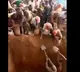 gold in Congo Mountain