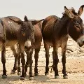 tamilndau election officials searching for donkeys