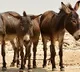 tamilndau election officials searching for donkeys