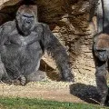 San Diego Zoo apes get an experimental animal vaccine against coronavirus