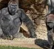 San Diego Zoo apes get an experimental animal vaccine against coronavirus
