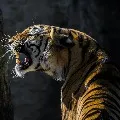 Hunt for man eater tiger in Karnataka
