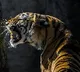 Hunt for man eater tiger in Karnataka