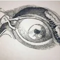 Dutch scientists made tear glands in lab