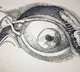 Dutch scientists made tear glands in lab