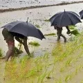 1000 farmers to file nominations from Kangeyam seat
