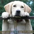 Madhya Pradesh police decides a dog genuine owner by dna test