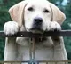Madhya Pradesh police decides a dog genuine owner by dna test