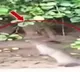 Mongoose kills King Cobra in a fierce battle