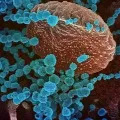 Rhinovirus defeats Corona virus in a research conducted by Glasgow University