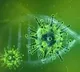 Double mutant corona virus variants identified in India