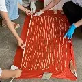 59 foot long tapeworm discovered inside mans intestines
