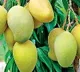 Mango Supply Short this Season