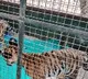 3 tiger cubs die of starvation in Bandipur
