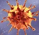 Corona once again strikes in Andhra Pradesh state