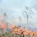 wild fire in Seshachalam forest