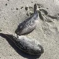 Hundreds Of Sea Creatures Deadlier Than Cyanide Found Washed Up On Beach